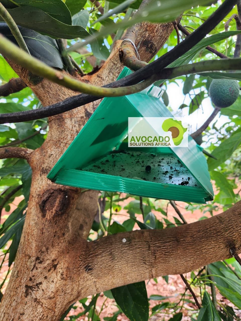 False Coddling Moth Trap