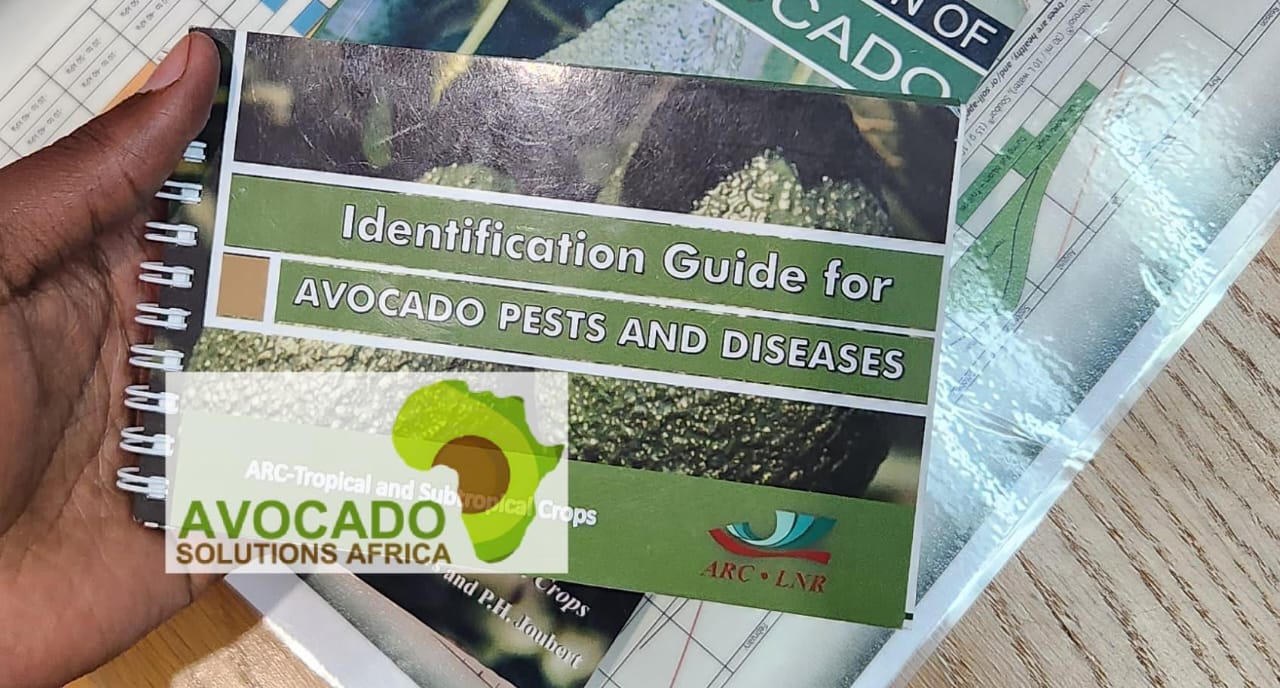 avocado pest and disease identification guide